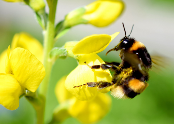 How long do bumble bees live