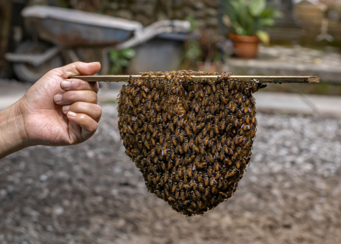 How long do honey bees live