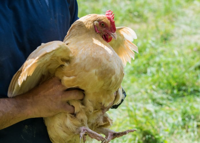 Man holding a chicken