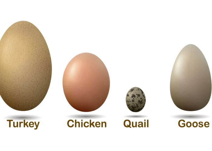 Quail eggs compared to chicken eggs size
