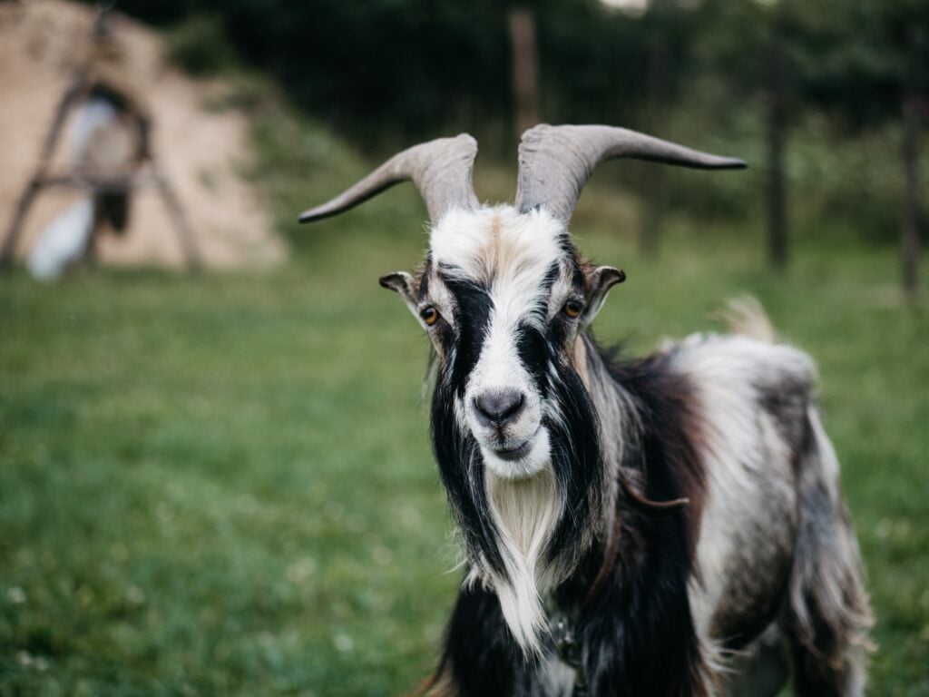 Sarda Goat Breed
