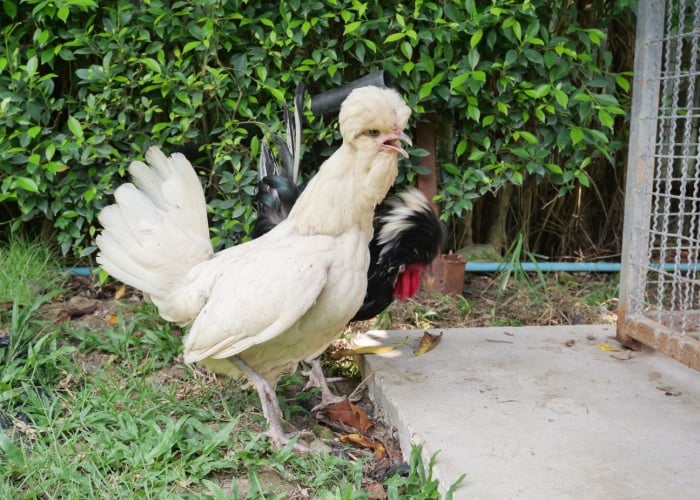 White houdan chicken