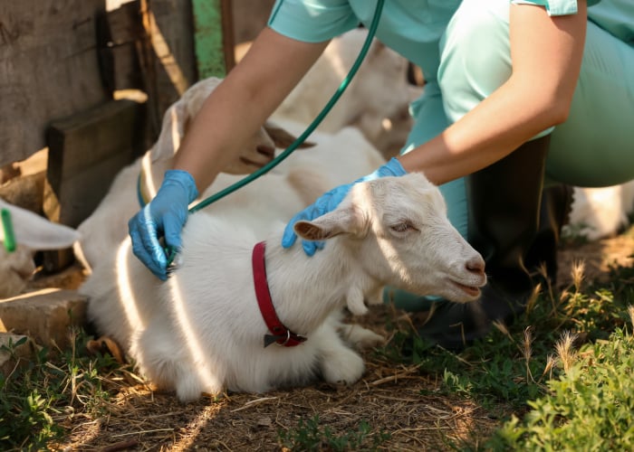 goat anemia featured image