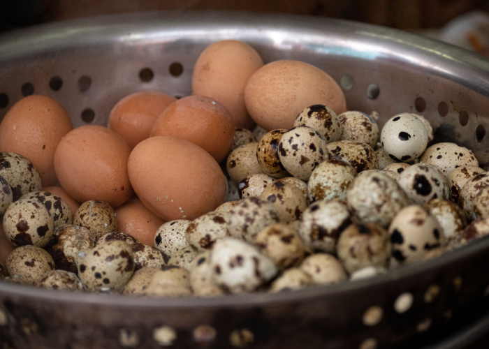 Quail eggs vs chicken egg