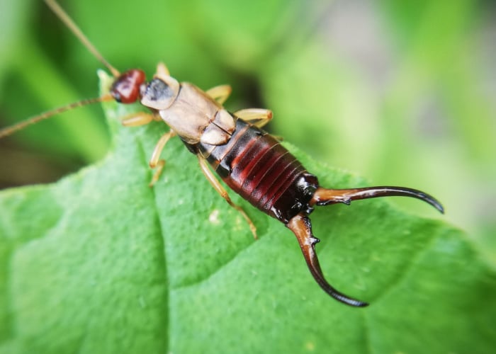 Can Chickens Eat Earwigs featured image
