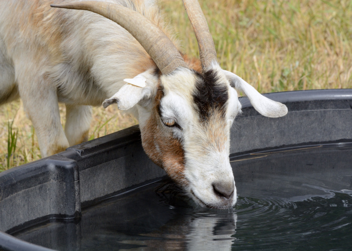 Heat stroke in goats treatment