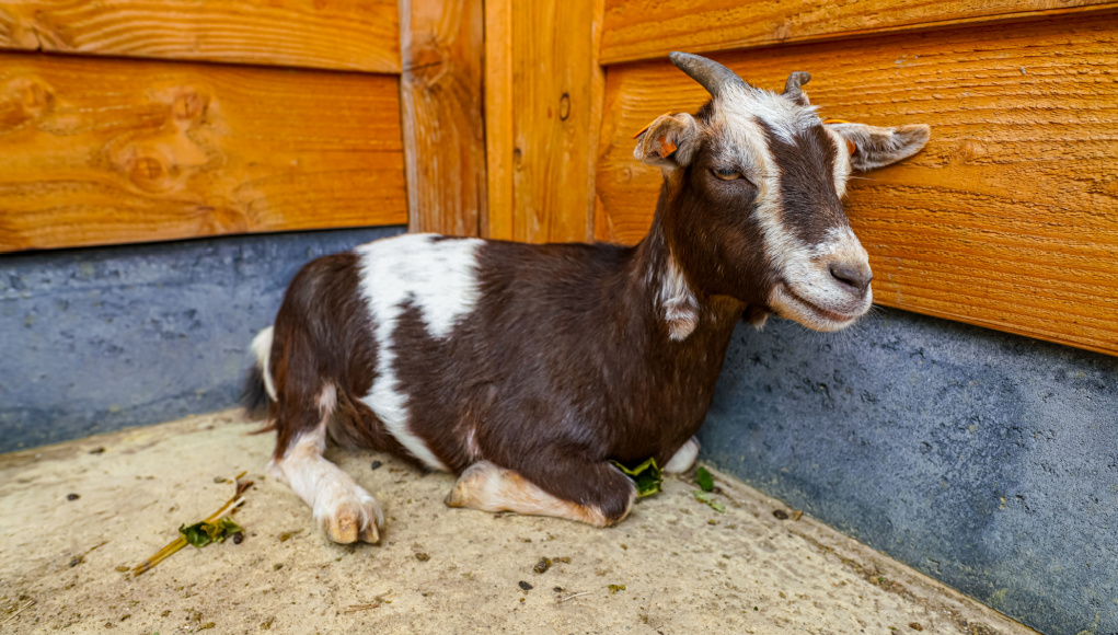 Heat stroke in goats
