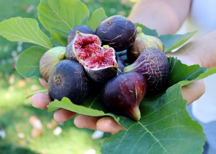 Ripe figs and fig leaves on a man's hand